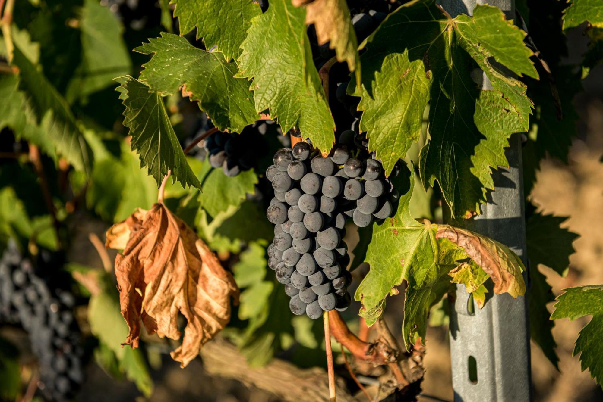 Agriturismo Le Tre Pietre - Podere Nel Chianti Quercegrossa Buitenkant foto