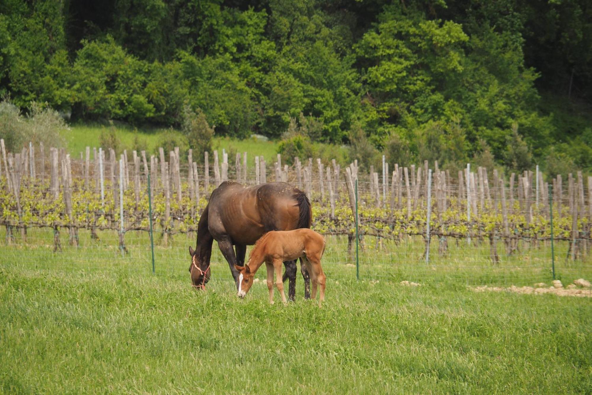 Agriturismo Le Tre Pietre - Podere Nel Chianti Quercegrossa Buitenkant foto