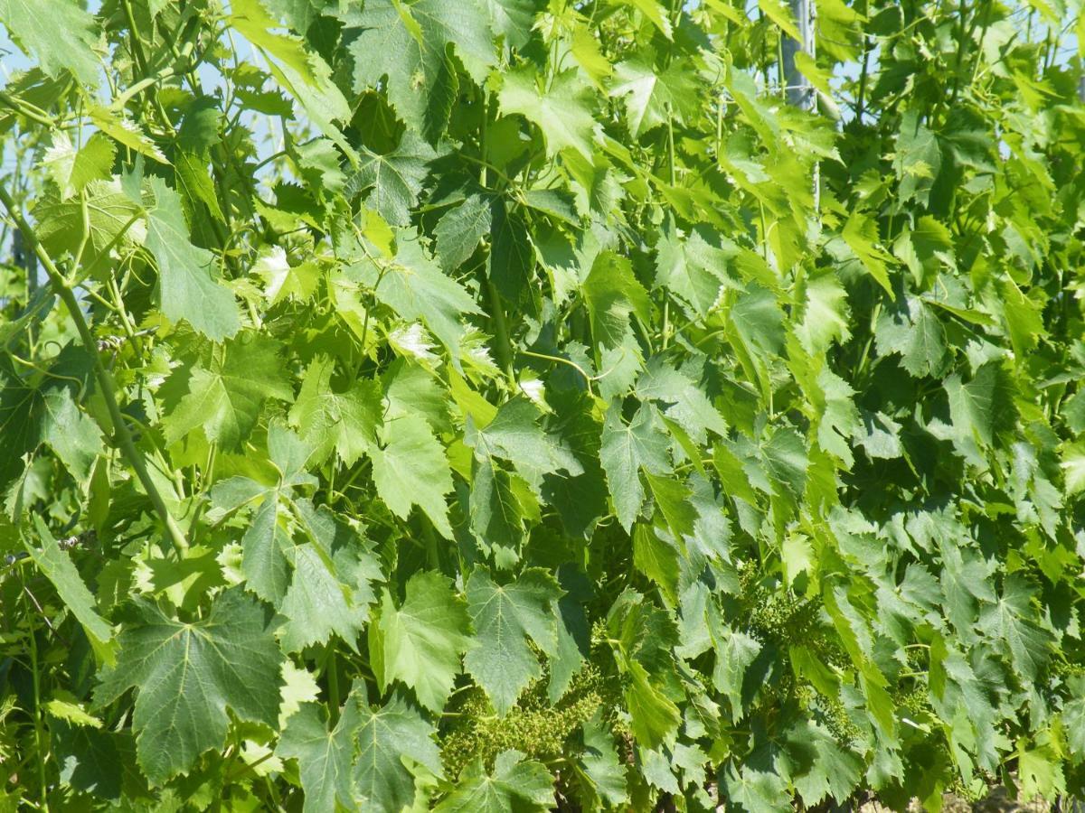 Agriturismo Le Tre Pietre - Podere Nel Chianti Quercegrossa Buitenkant foto